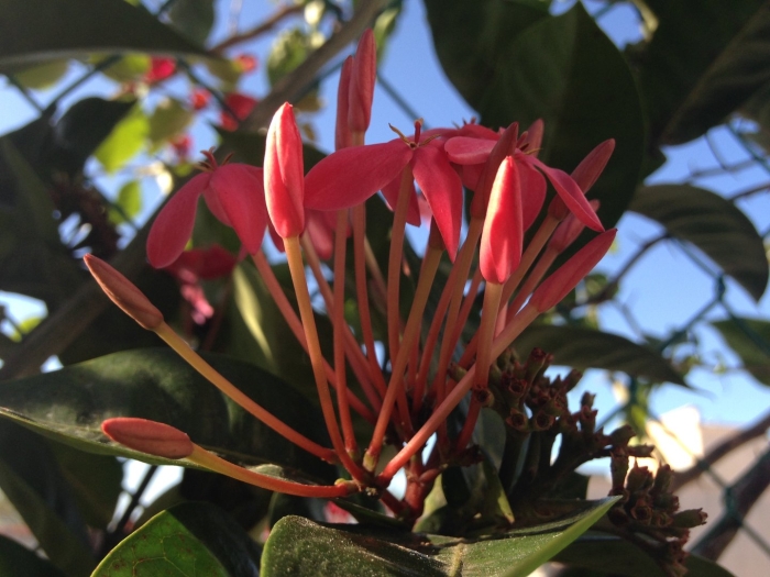 Ixora coccinea