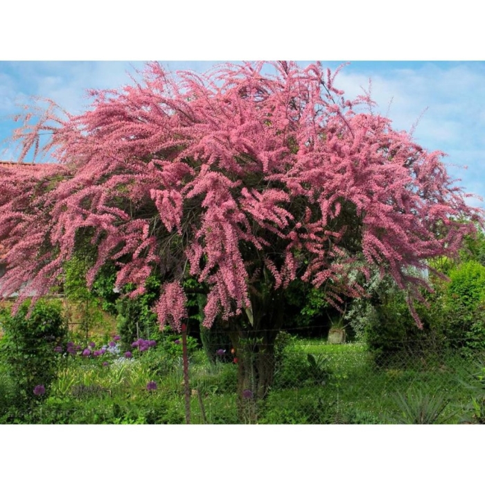 Тамарикс четырехтычинковый