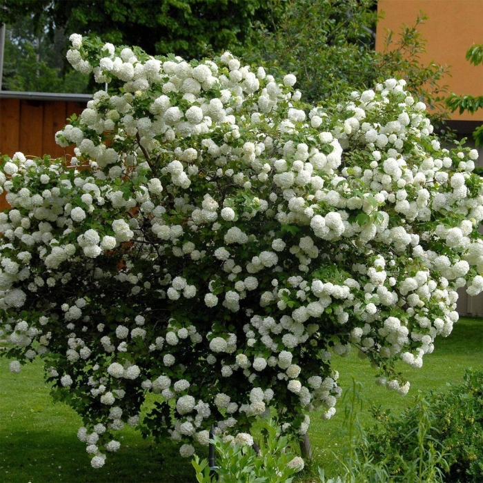 Калина обыкновенная розеум