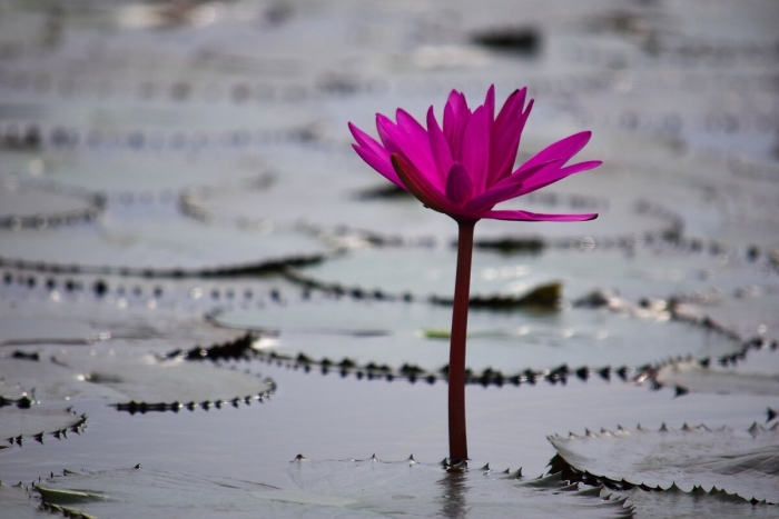 Цветки лотоса