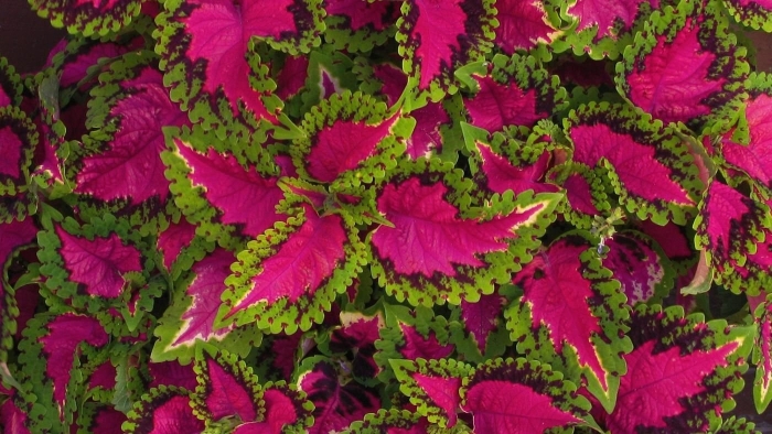 Колеус red croton