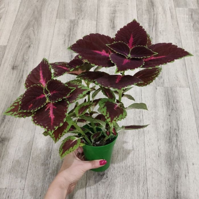 Крапивка колеус