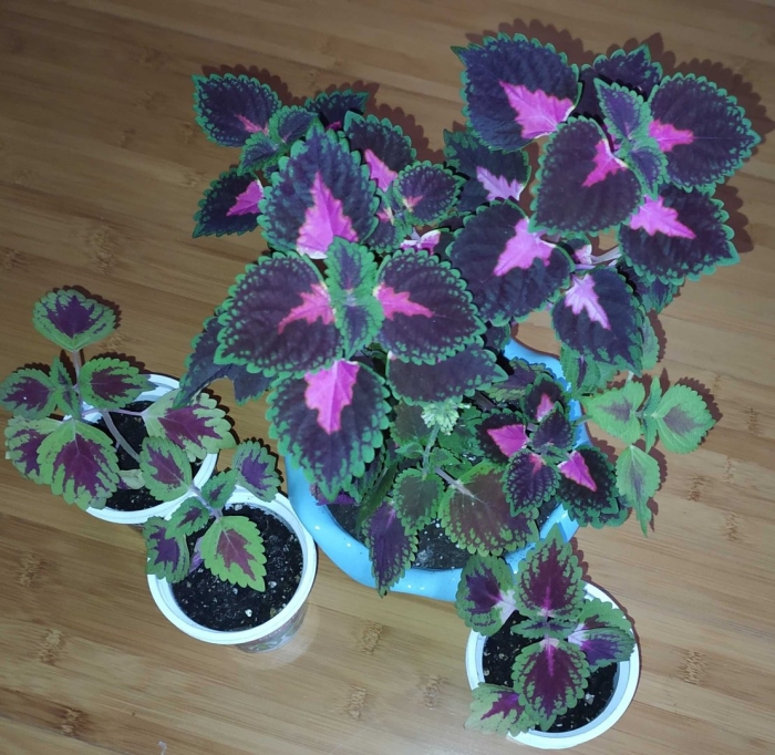 Колеус крапивка