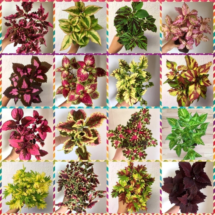 Колеус cracklin rosie