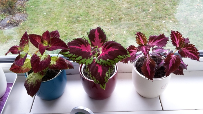 Цветок крапивка колеус