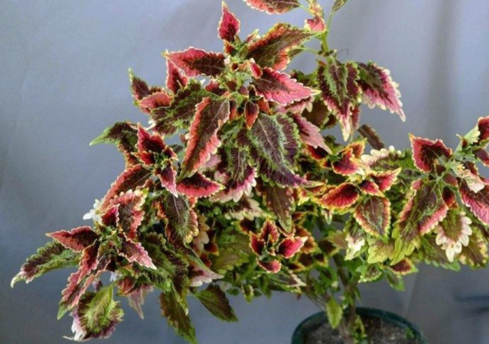 Солар фларе колеус