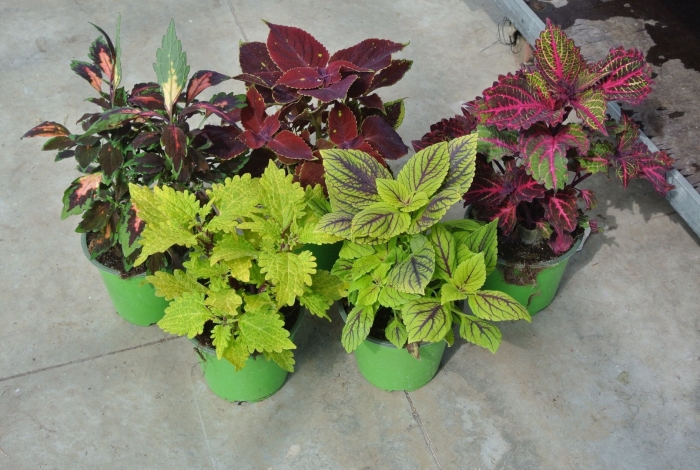 Колеус арлекин