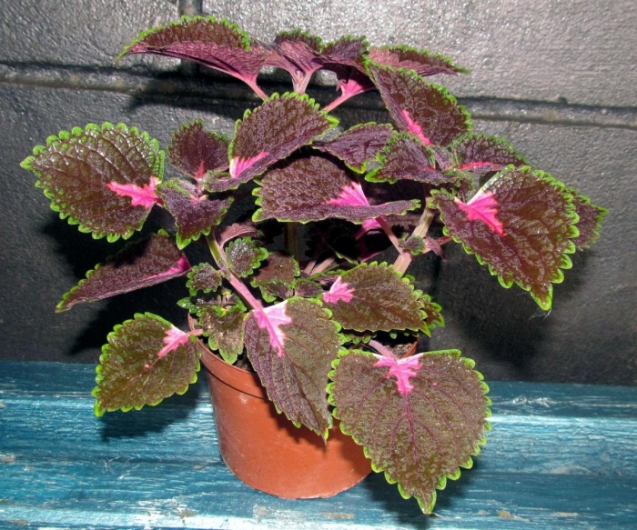 Колеус комнатная крапива