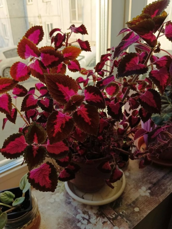 Крапивка комнатное растение