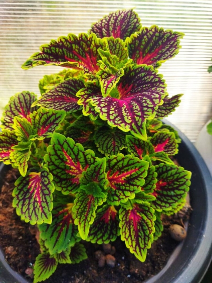 Колеус stained glassworks