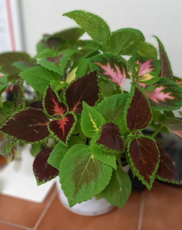 Колеус джаинт экзибишен