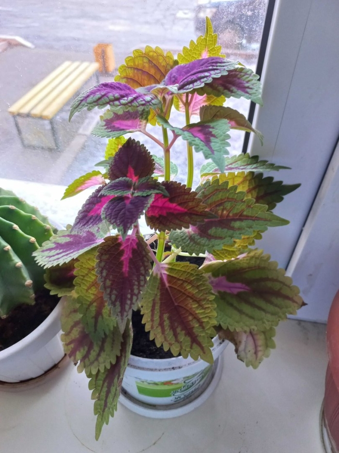 Крапивка колеус