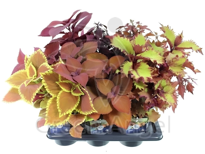 Колеус комнатное растение