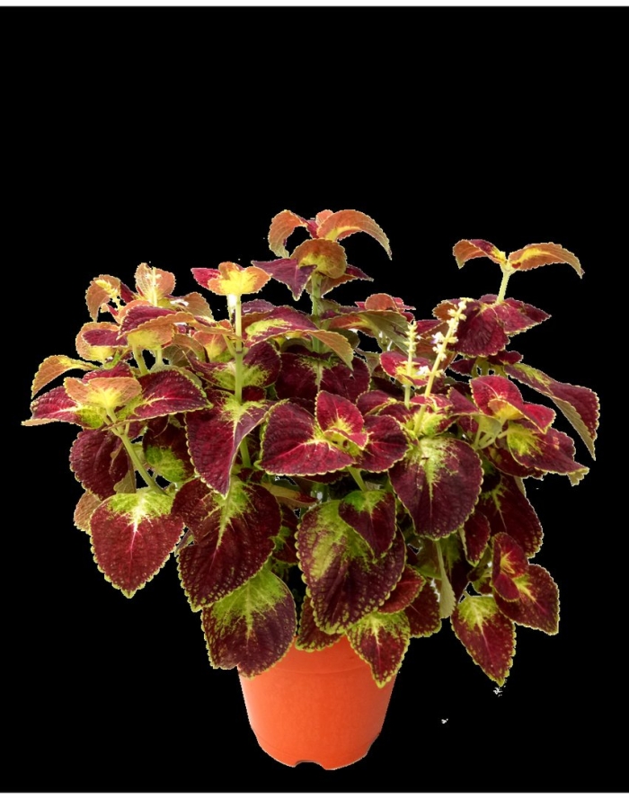 Колеус коэрулесценс