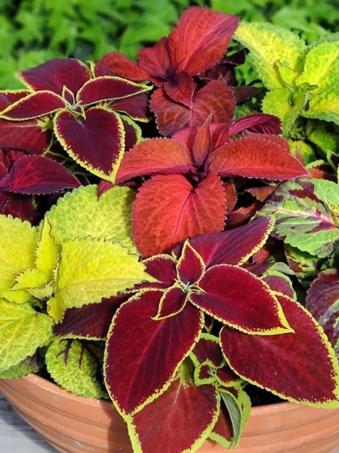 Колеус визард микс