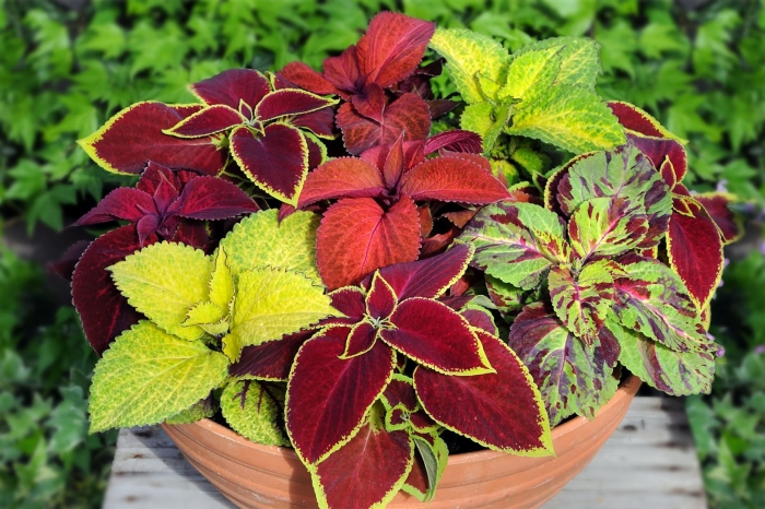 Колеус визард скарлет