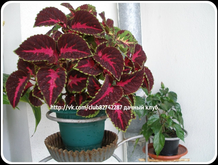 Цветок крапивка колеус