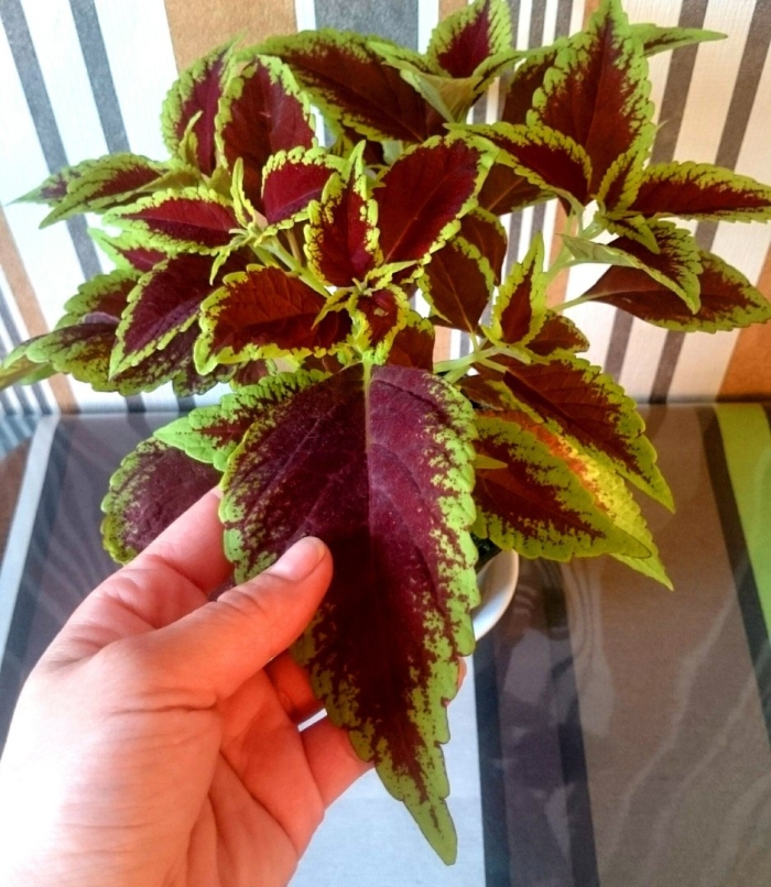 Колеус баттерфляй