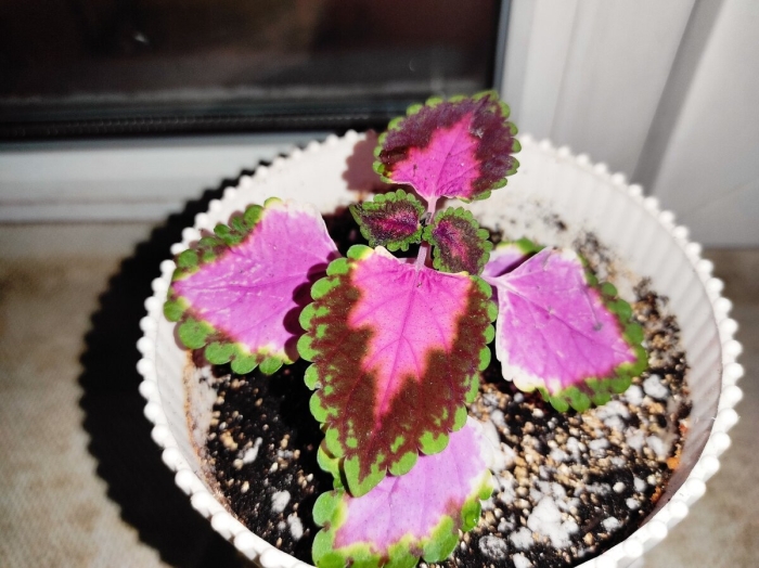 Крапивка колеус