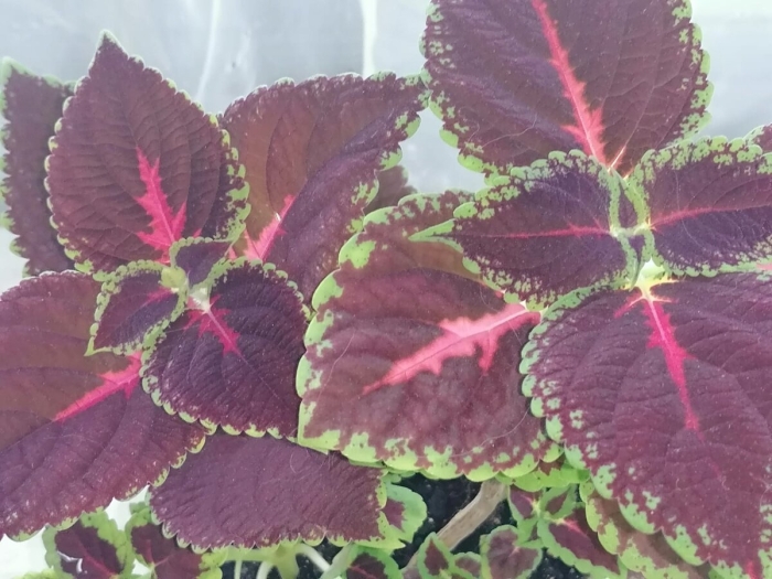 Растение колеус