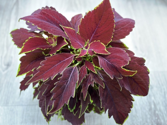 Колеус красный вельвет