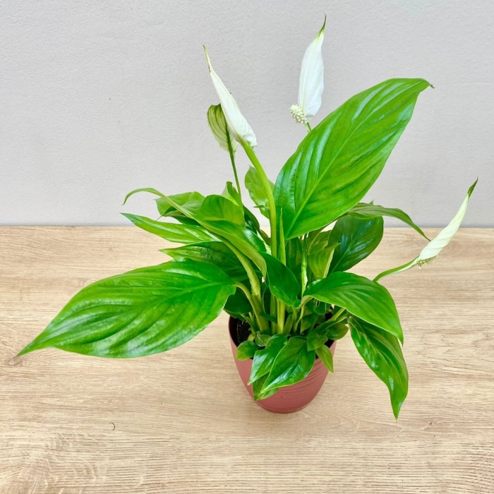 Комнатное растение спатифиллум