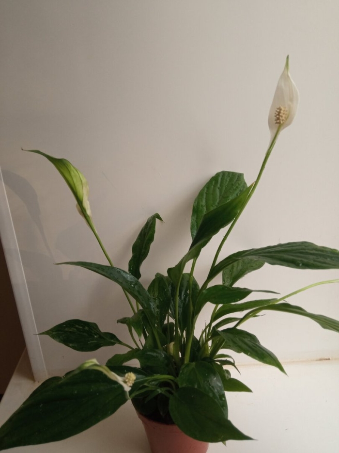 Спатифиллум женское счастье