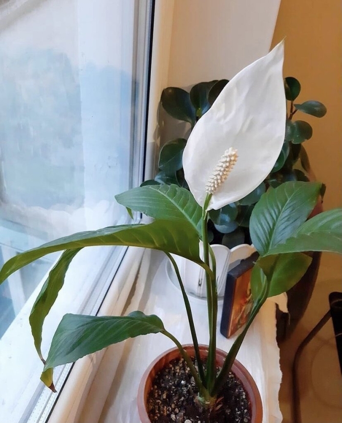 Женское счастье спатифиллум