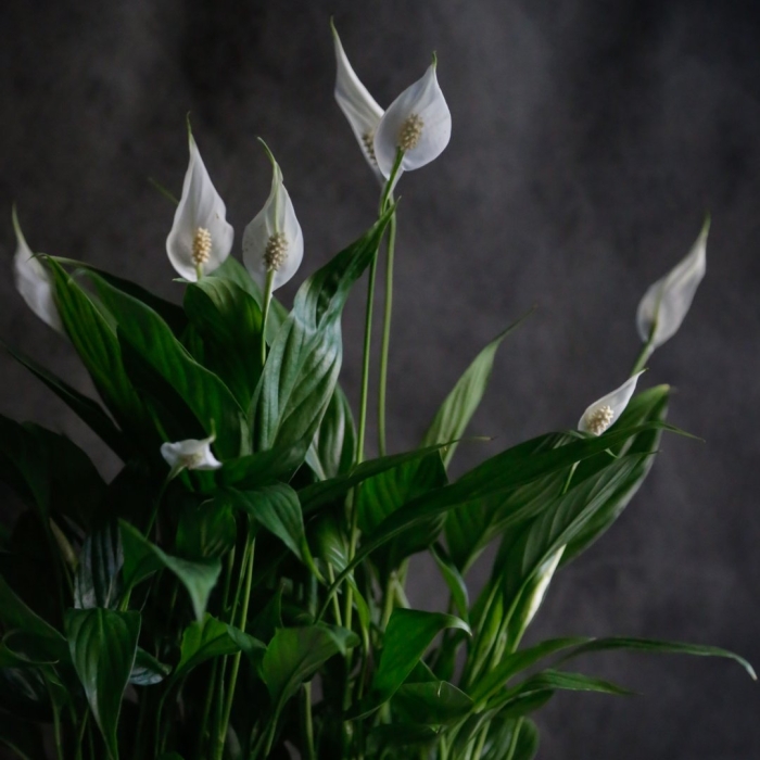 Спатифиллум bellini