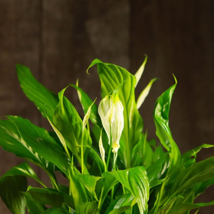 Спатифиллум chopin