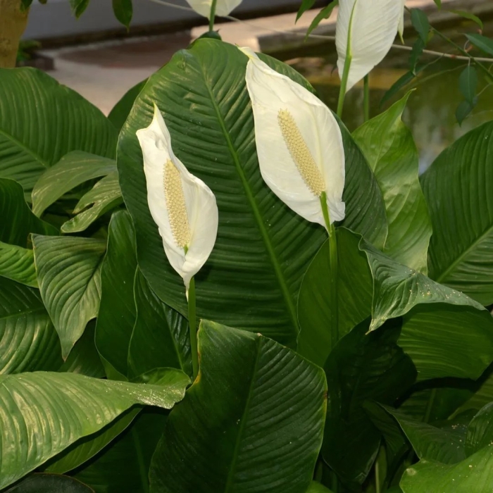 Spathiphyllum floribundum