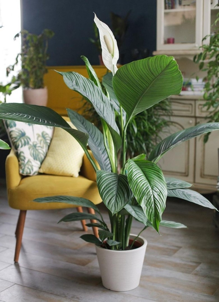 Спатифиллум сорт сенсация