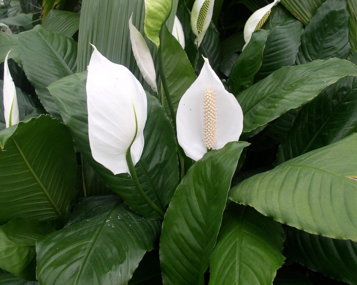 Peace lily spathiphyllum