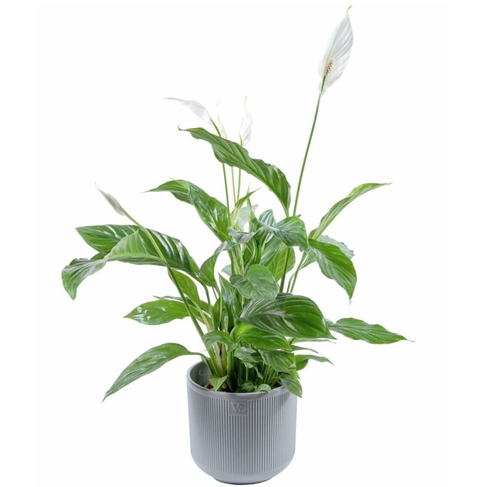 Спатифиллум в большом горшке