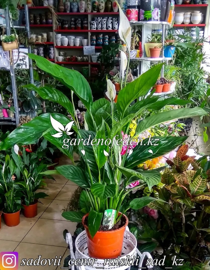 Спатифиллум гигант