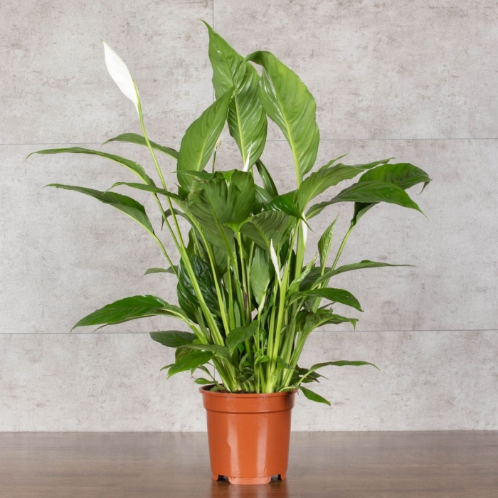 Спатифиллум вивальди