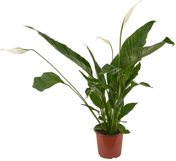 Спатифиллум шопен ультимо