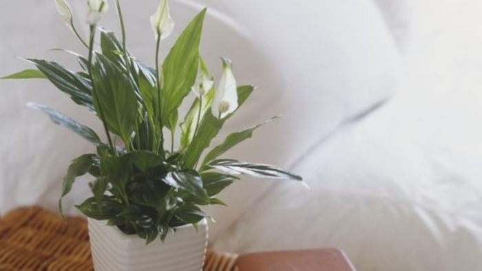 Спатифиллум луковичный