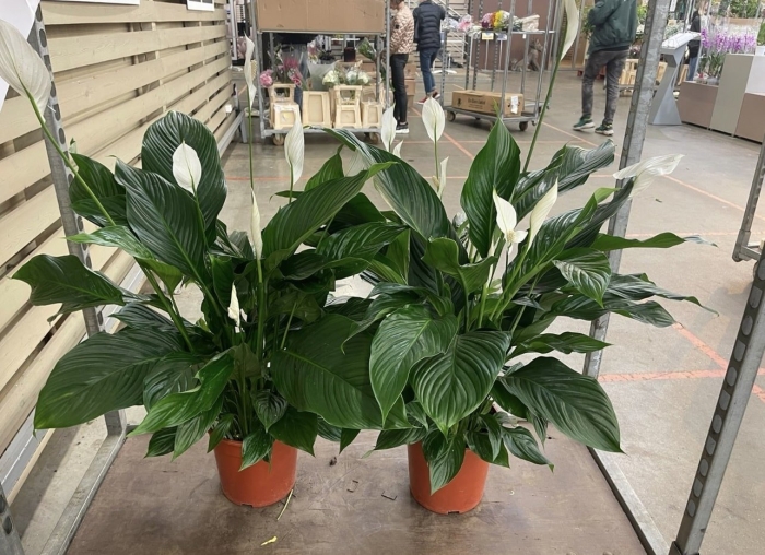 Спатифиллум свит лауретта