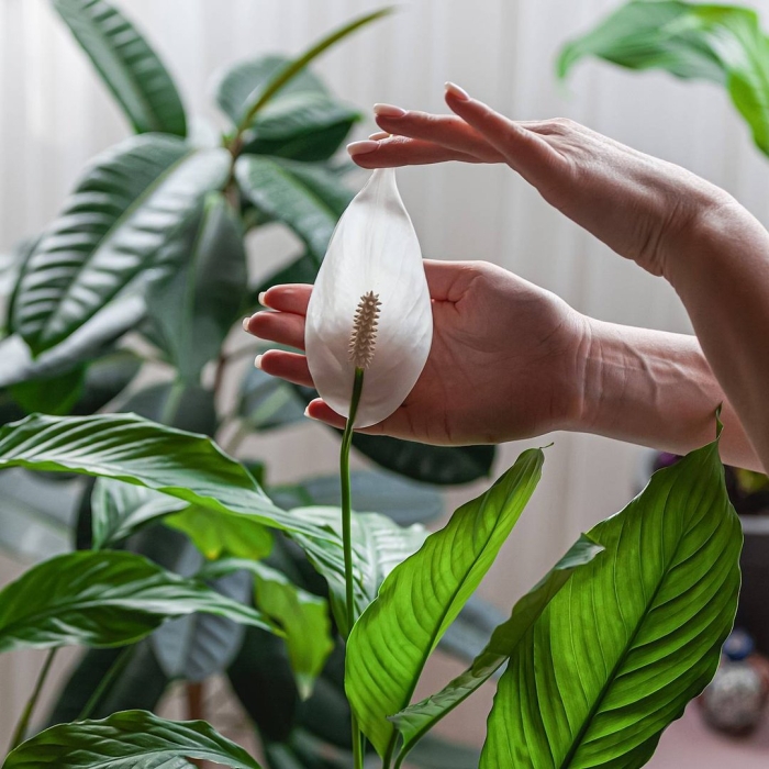 Женское счастье спатифиллум