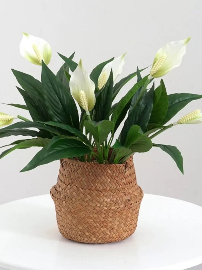 Спатифиллум (peace lily)