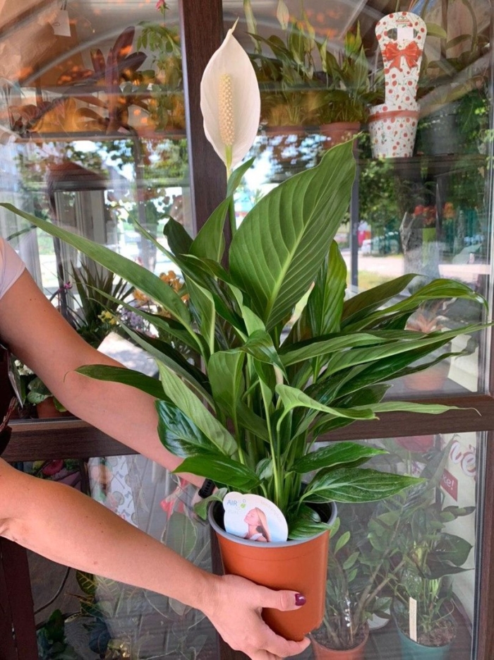 Драцена спатифиллум