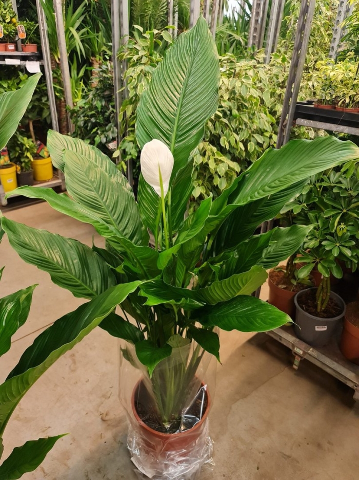 Спатифиллум свит сильвио