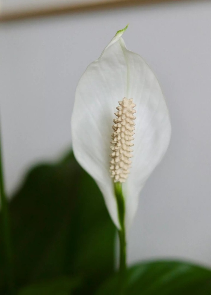 Spathiphyllum wallisii