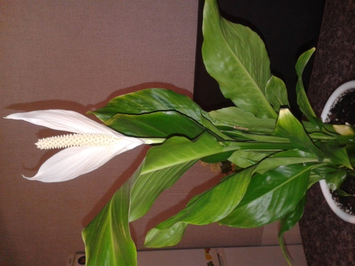 Спатифиллум сноу кап