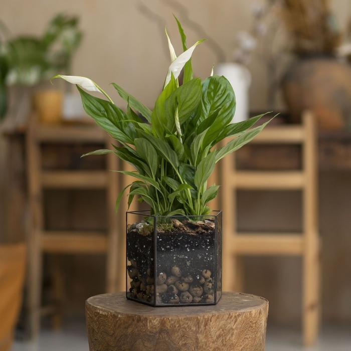 Спатифиллум лили