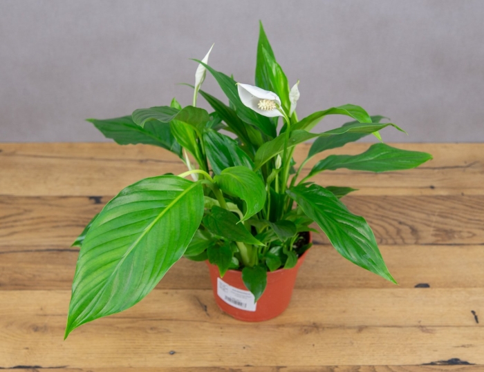 Спатифиллум перл купидо