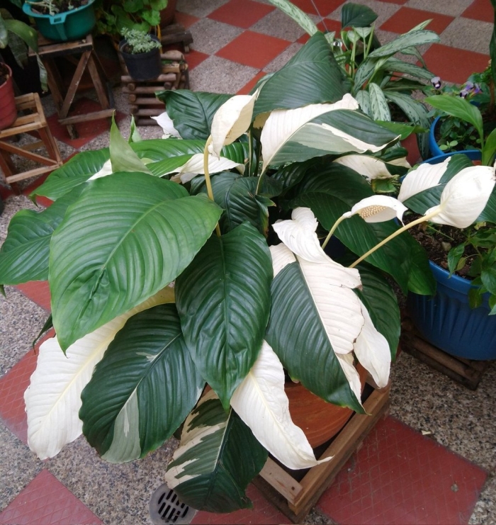 Спатифиллум мужегон