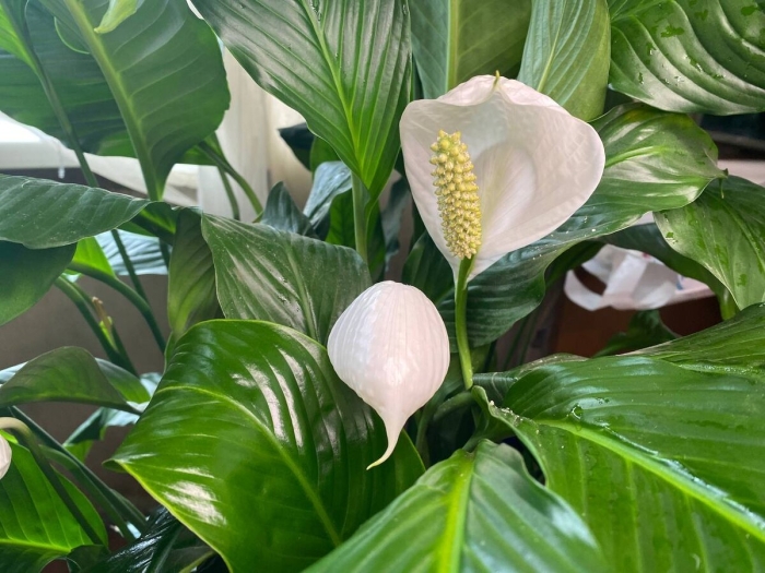 Женское счастье цветок большой