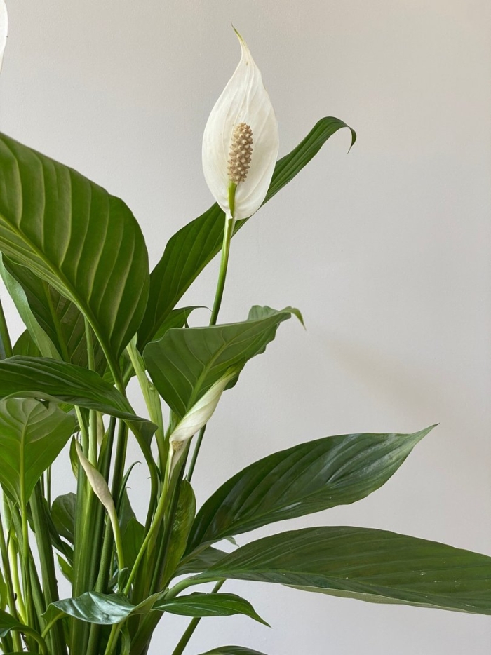 Спатифиллум дримиопсис